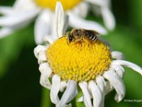 Wildbiene 2